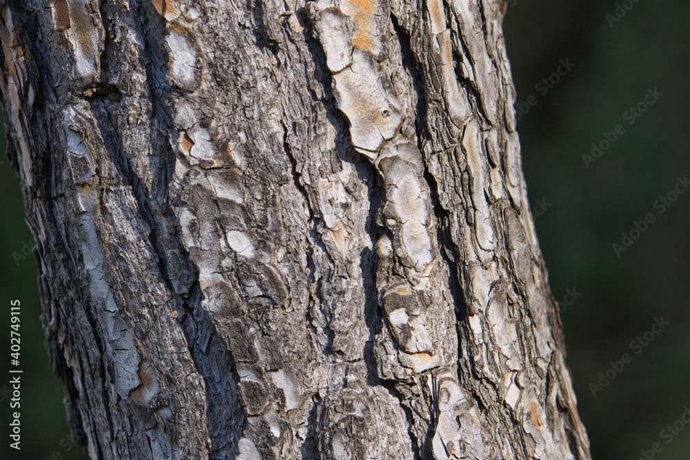tree trunk background in the forest tree trunk background in the forest