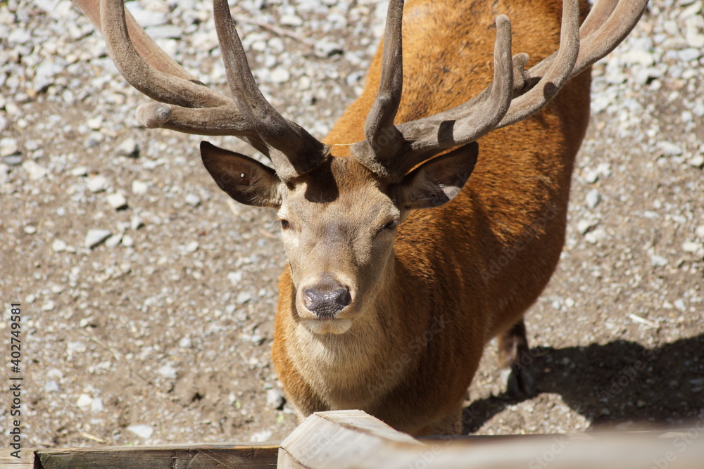 Fototapeta premium Wild deer.