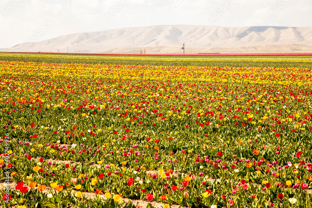 beautiful garden of tulip. Summer sun and flower garden beautiful garden of tulip. Summer sun and flower garden