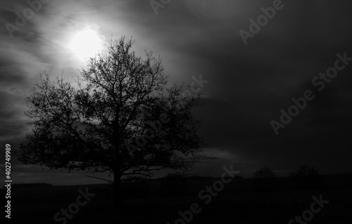 lone beech tree silhouetted against a moody cloudy winter sky
