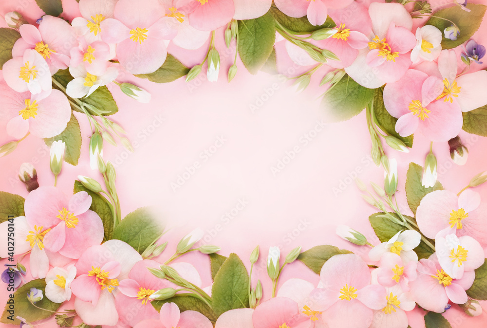 Delicate blossoming begonia flowers frame, blooming pastel festive background, soft pink bouquet floral card, toned	