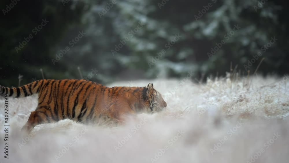 Young female Siberian tiger (Panthera tigris altaica) on the hunt. Slow motion. Fields in winter covered with snow. Wild animal.