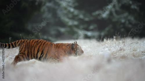 Young female Siberian tiger (Panthera tigris altaica) on the hunt. Slow motion. Fields in winter covered with snow. Wild animal.