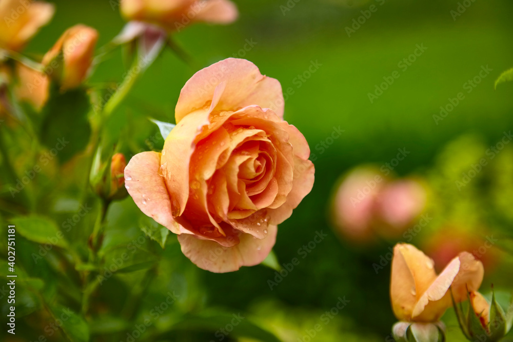 Beautiful perfect colorful roses in close-up. Beautiful perfect colorful roses in close-up.