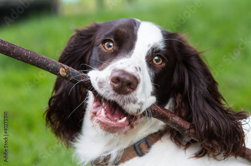 Obraz na płótnie Dog with Stick