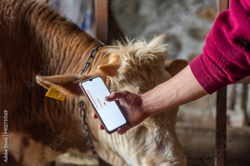 Smart Agritech livestock farming. Hands using a smartphone and statistics from ear tag on a smartphone app in a modern barn. White text space on smart phone photo