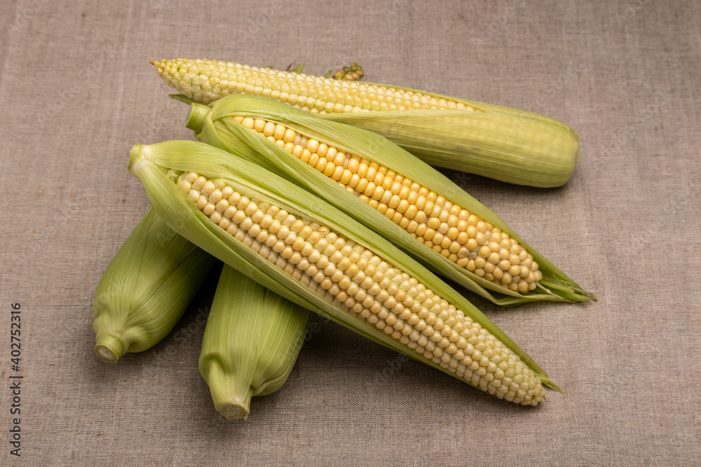 corn cobs on a coarse linen cloth background corn cobs on a coarse linen cloth background