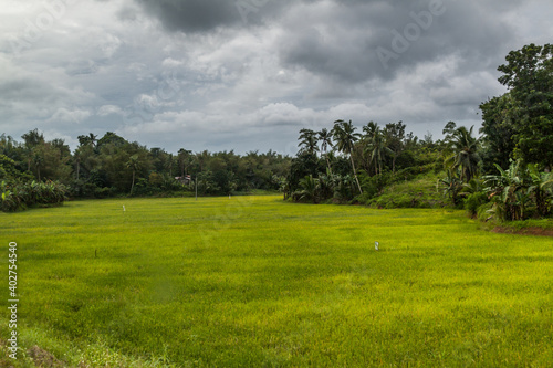 Landscape of rice fields on Panay island  Philippines