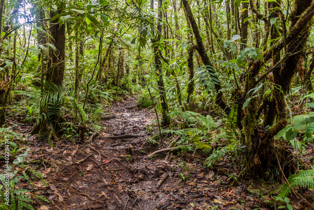 Hiking trail to Mount Talinis, Negros island, Philippines Hiking trail to Mount Talinis, Negros island, Philippines