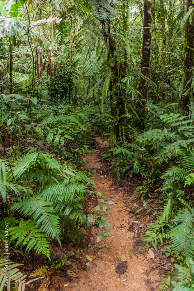 Fototapeta premium Hiking trail to Mount Talinis, Negros island, Philippines
