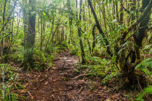 Fototapeta Naklejka Na Ścianę i Meble -  Hiking trail to Mount Talinis, Negros island, Philippines
