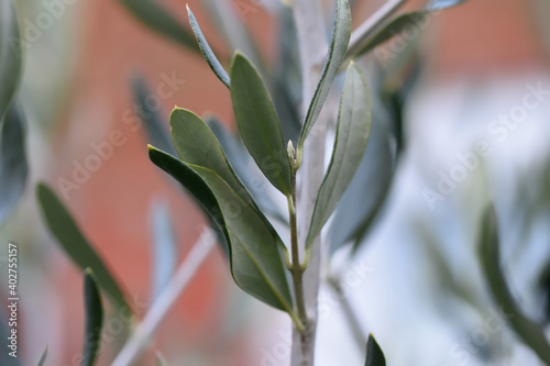 Olive trees are evergreen which add a Mediterranean touch to the British front yards They are suited to garden or container cultivation and may produce fruit in mild regions when warm summer in the UK photo