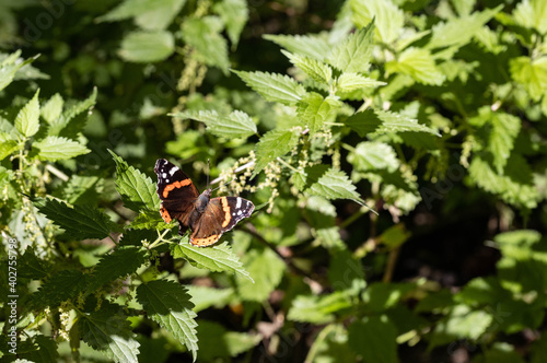 Schmetterling auf Brennesseln