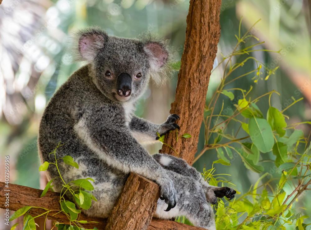 Fototapeta premium Koala Bear Sitting On A Tree Looking Face On