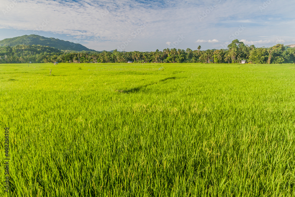 Rice field on Bohol island, Philippines