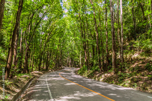 Fotografija Road through Bilar Man-Made Forest on Bohol island, Philippines