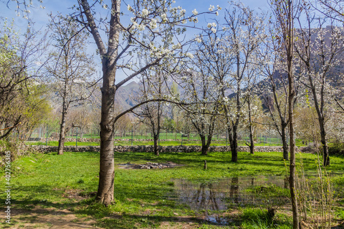 Spring blossoming cherry trees in Alamut valley in Iran