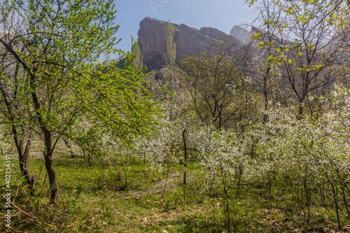 Spring blossoming cherry trees in Alamut valley in Iran photo