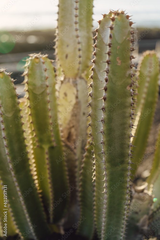 Green thorny cacti growing in nature Green thorny cacti growing in nature