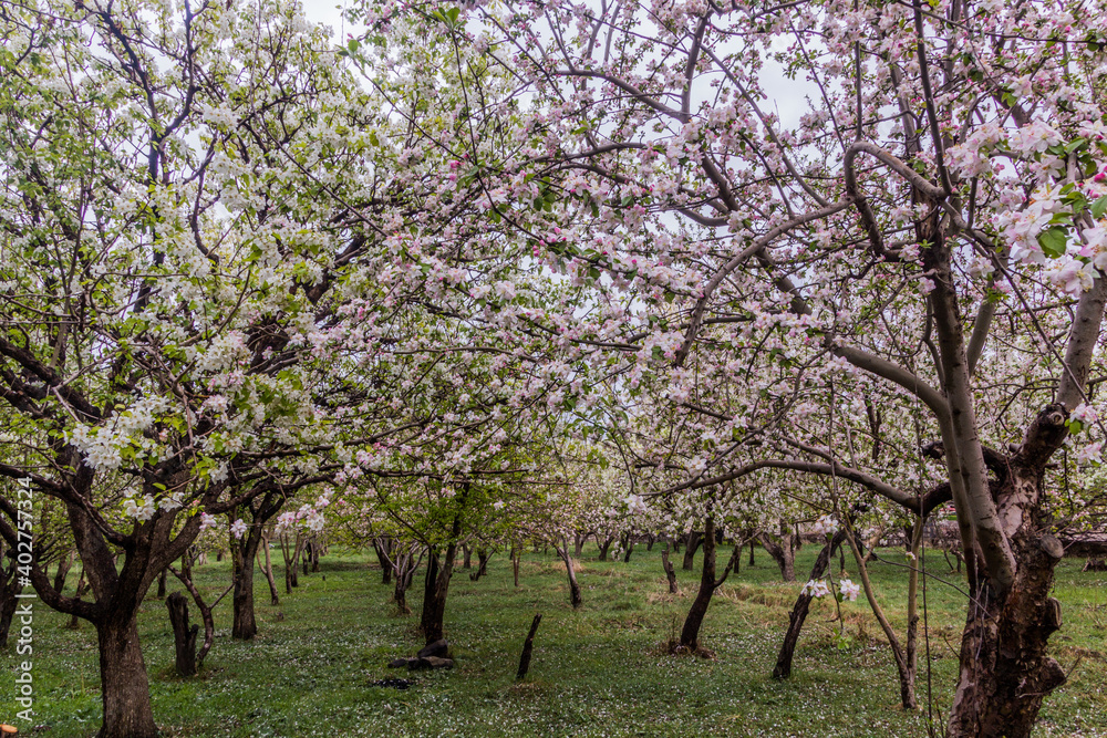 Cherry orchard in Zanjan, Iran