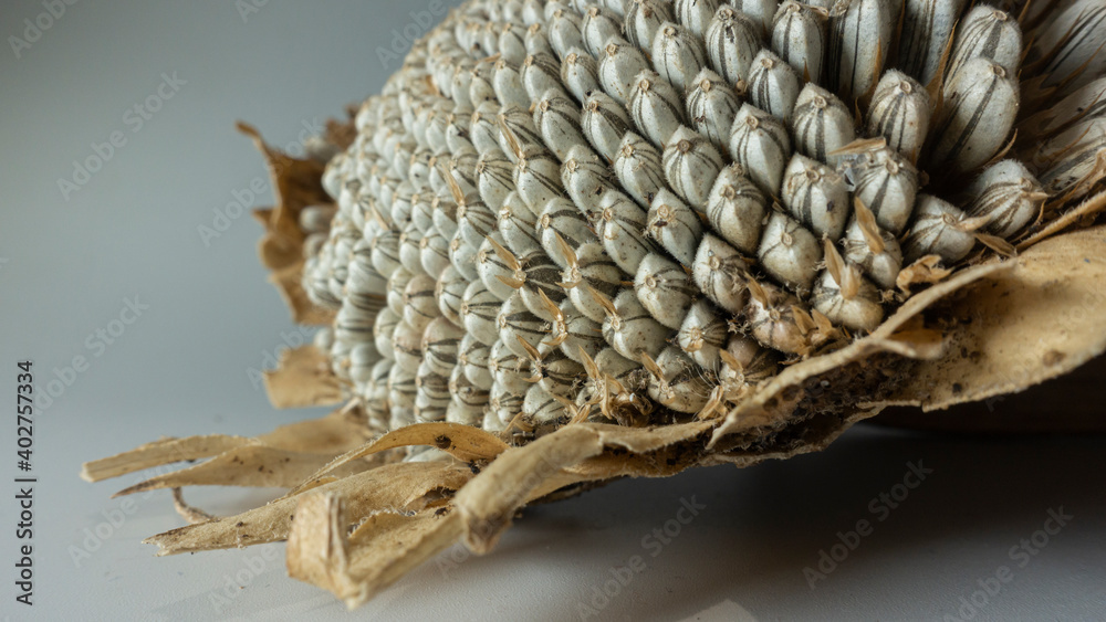 Obraz premium Sunflower and seeds on white background, low light, selective focus