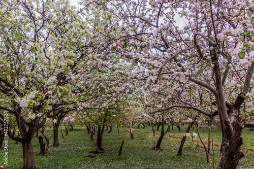 Cherry orchard in Zanjan  Iran