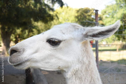 close up of a llama © Diego Abero