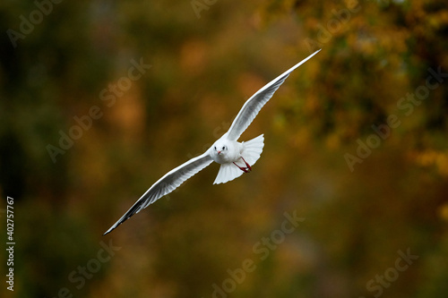 Canvas Print It is autumn and birds flying in park Stromovka, Prague, Czech Republic