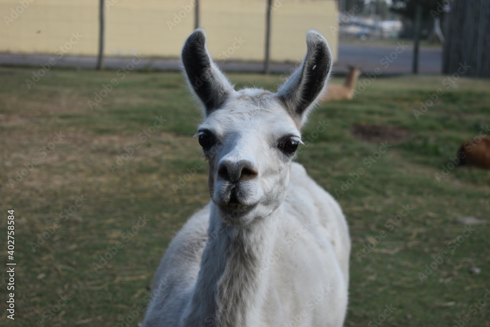 close up of a white llama close up of a white llama