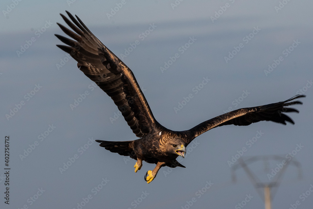 Fototapeta premium golden eagle flying aquila chrysaetos