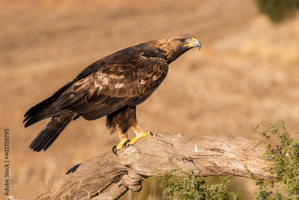 Fototapeta premium golden eagle flying aquila chrysaetos
