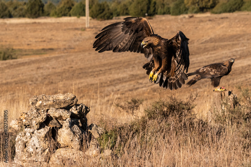 golden eagle flying aquila chrysaetos