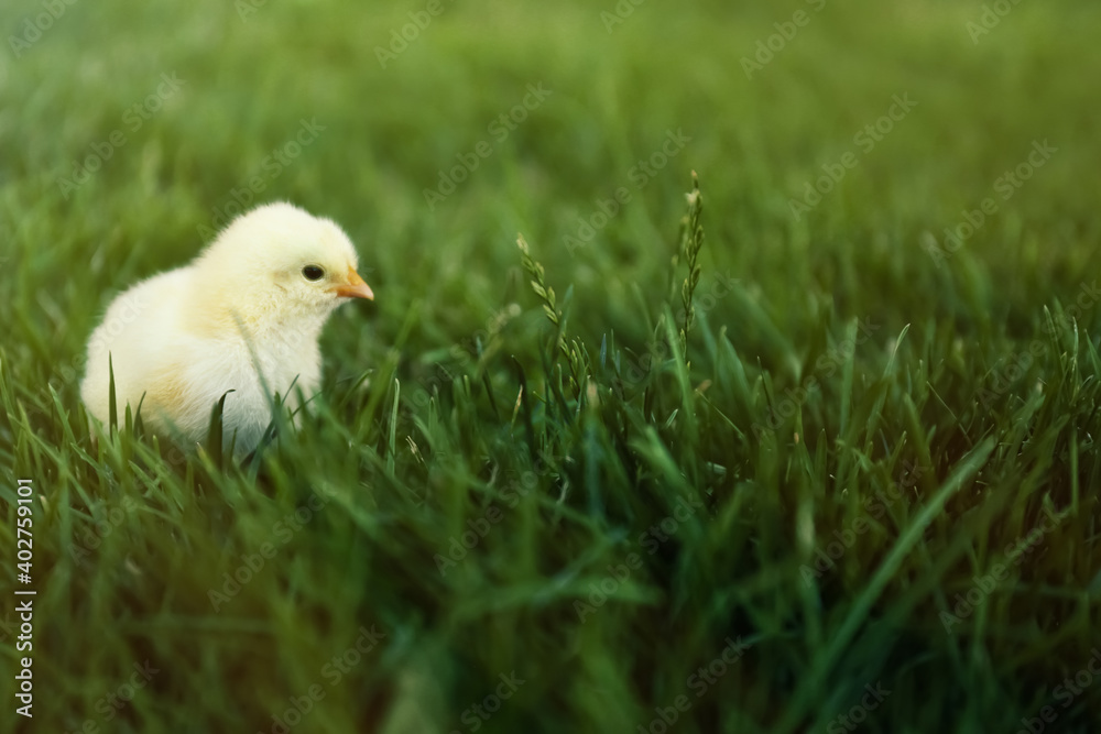 Cute fluffy baby chicken on green grass outdoors. Farm animal