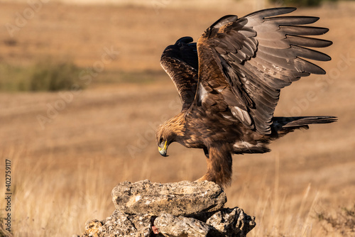 Tableau sur toile golden eagle flying aquila chrysaetos