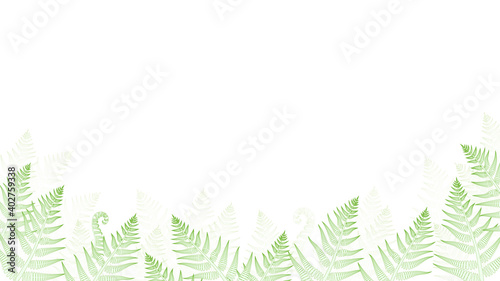 Fern or brake plant leaves forest frame background. Vector illustration graphic drawing green vascular bush