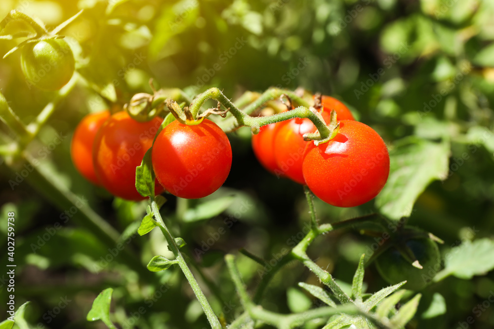 Tasty ripe tomatoes on bush outdoors, closeup
