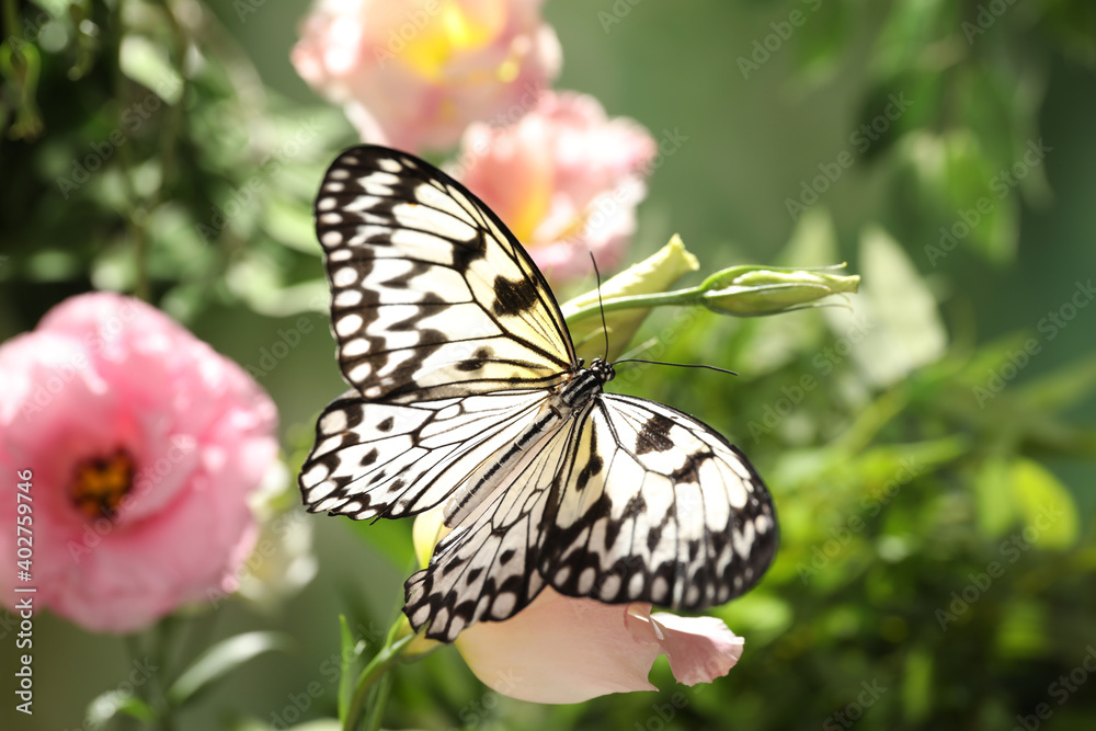 Fototapeta premium Beautiful rice paper butterfly on pink flower in garden