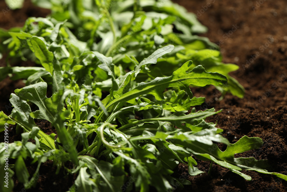 Young sprouts of arugula plant in soil, closeup Young sprouts of arugula plant in soil, closeup