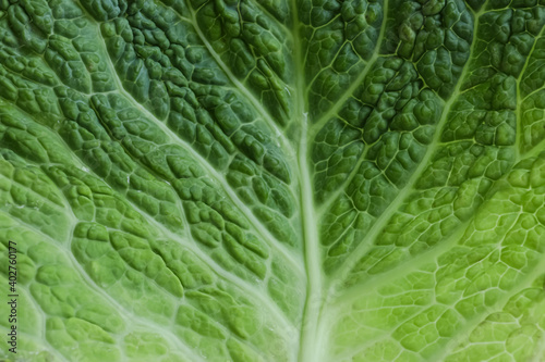 Leaf of fresh savoy cabbage as background, closeup
