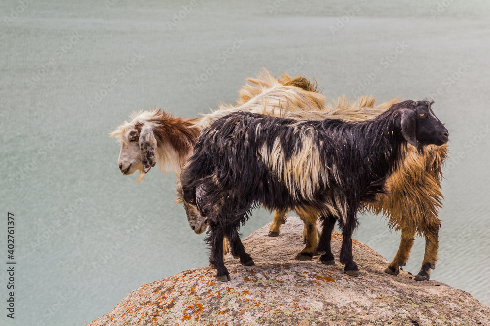 Goats above Marguzor lake in Haft Kul in Fann mountains, Tajikistan