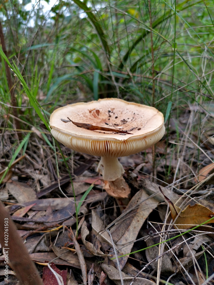 A big wild mushroom along the bush walking trail, Bujwa firetrail, Cowan, New South Wales, Australia