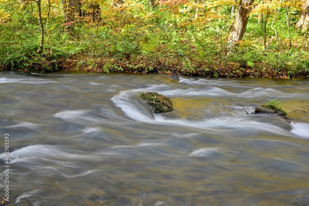 Obraz premium 晩秋の奥入瀬渓流の黄葉情景＠青森