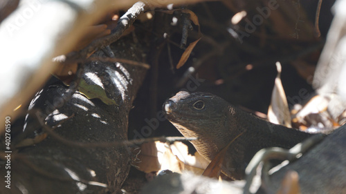 Unedited photo of bluetongue lizard