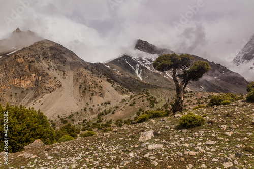 Tree in Fann mountains, Tajikistan