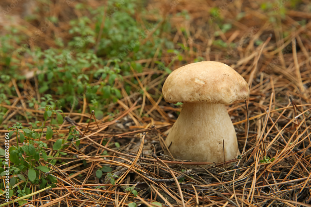 Small porcini mushroom growing in forest, closeup Small porcini mushroom growing in forest, closeup