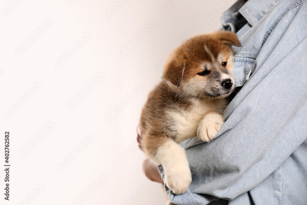 Woman holding Akita Inu puppy on light background, closeup. Space for text Woman holding Akita Inu puppy on light background, closeup. Space for text