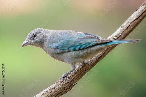 Sayaca Tanager photo