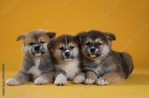 Fototapeta Naklejka Na Ścianę i Meble -  Adorable Akita Inu puppies on yellow background