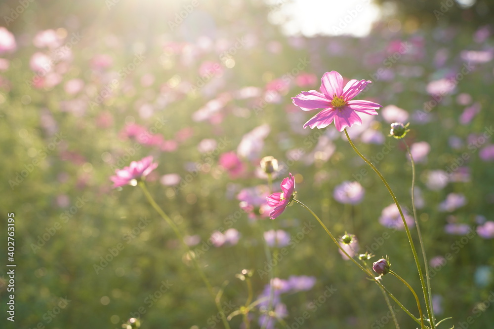 Cosmos flowers are blooming with soft sunshine at Howa koen Park in Tokyo, Japan. Cosmos flowers are blooming with soft sunshine at Howa koen Park in Tokyo, Japan.