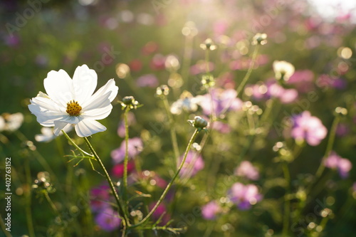 Cosmos flowers are blooming with soft sunshine at Howa koen Park in Tokyo, Japan.